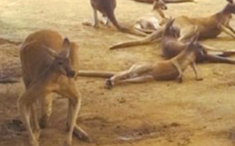 袋鼠说明文(精选17篇)