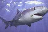 关于鲨鱼的故事
