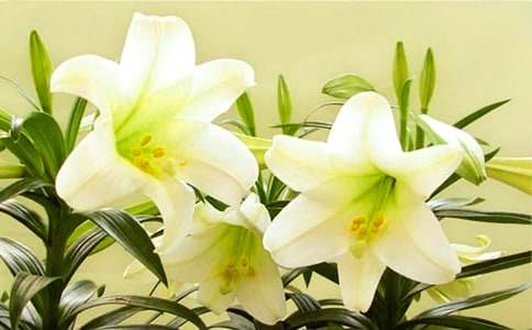 ���ڰٺϻ�������