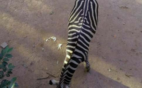 �������ð����߻������