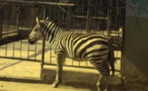 ���������Ļ���15ƪ