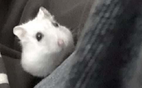 小仓鼠动物的作文300字(通用37篇)