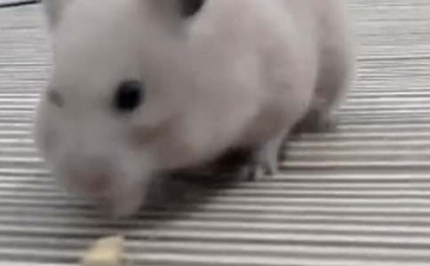 ����۲��ռǷ���