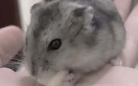 仓鼠观察日记(15篇)