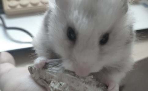 【优秀】小仓鼠作文