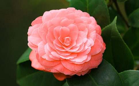 ɽ�軨���ģ���ѡ��