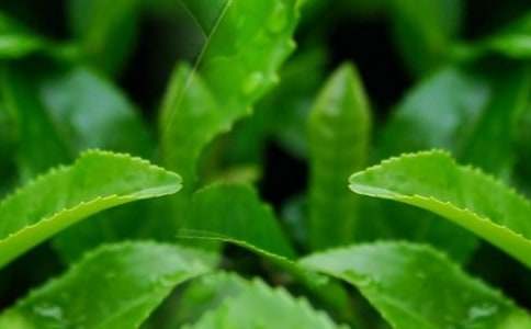 ��Ҷ���������13ƪ����ѡ��