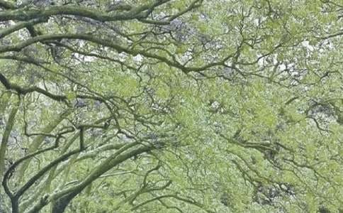 春风作文600字(优秀)