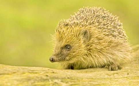 ������С��⬿�ͼд��