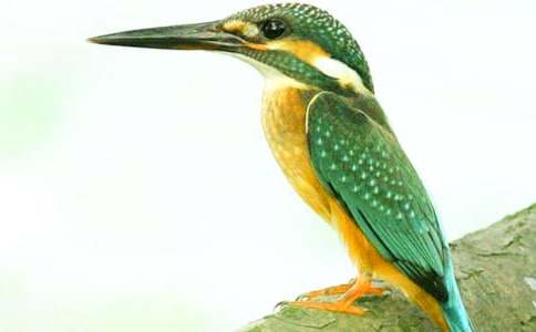 ���ġ����񡷽̰�