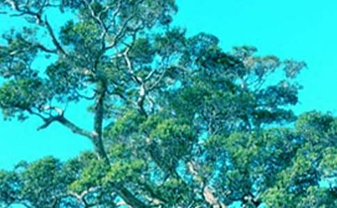 �����а�̰�