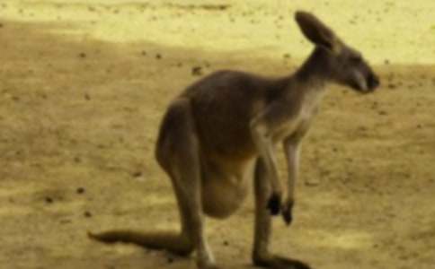 (优选)袋鼠的作文15篇