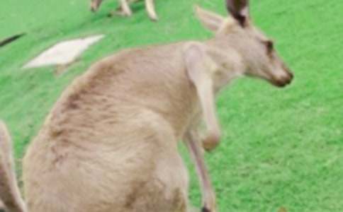 (����)���������