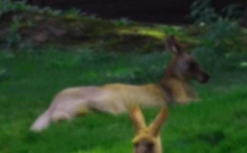 袋鼠的作文15篇(经典)