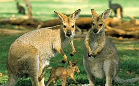 С��������Ϸ�̰�����������