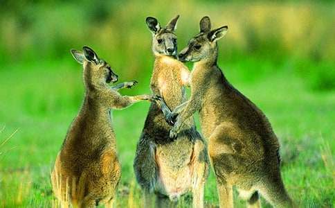 �а������̰�������