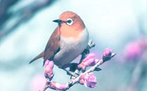 �۲춯ֲ������