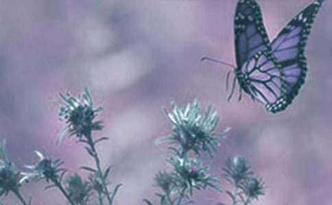 ��ֲ��۲�����