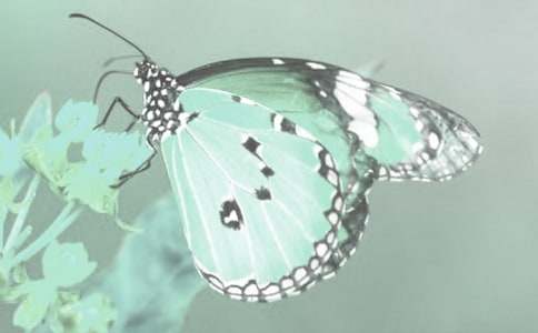 观察日记动植物