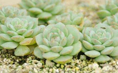 多肉观察日记通用15篇