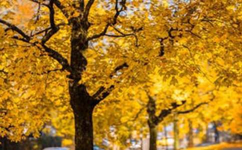 ��Ϥ�ĵط�Ҳ�з羰��������800��