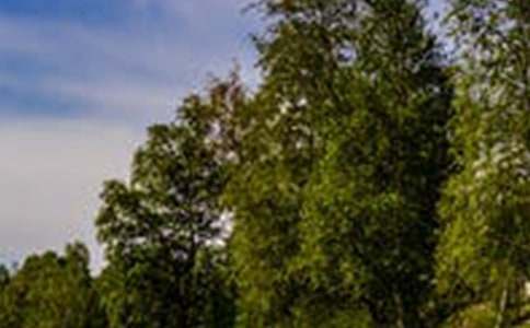 小学四年级风景作文