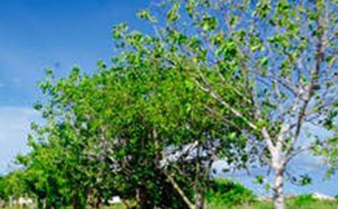 �����ķ羰����500��[����15ƪ]