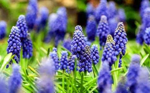 风信子作文100字