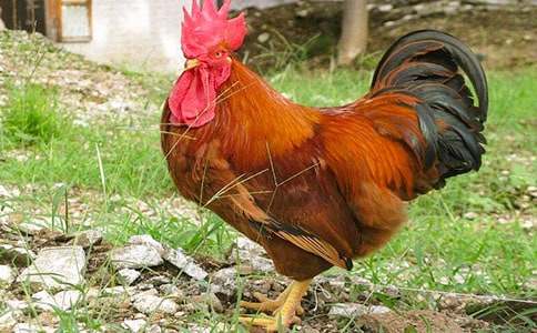 【精选】金鸡冠的公鸡教案3篇