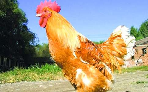 С������СѼ�ӿ�ͼд��15ƪ������