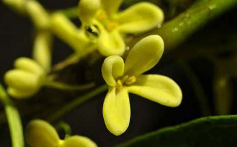 桂花观察日记15篇