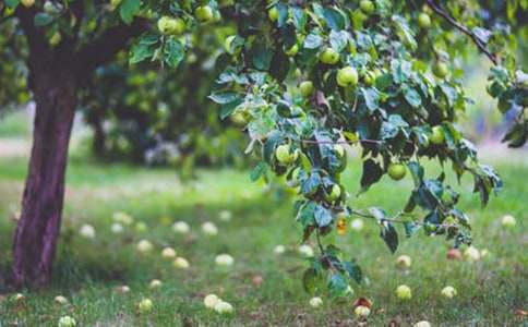 ��԰��������600��3ƪ