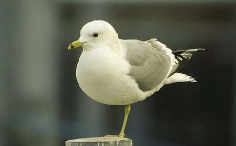 ��Ÿ����ɭ�����(8ƪ)