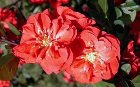 【热】关于海棠的唯美短句