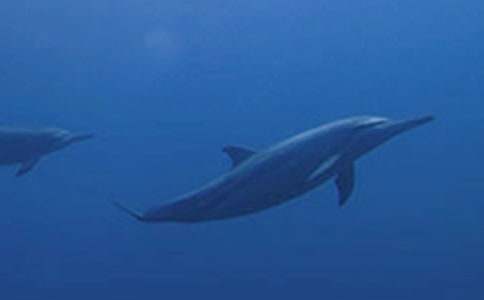 《蓝色的海豚岛》读后感(合集15篇)