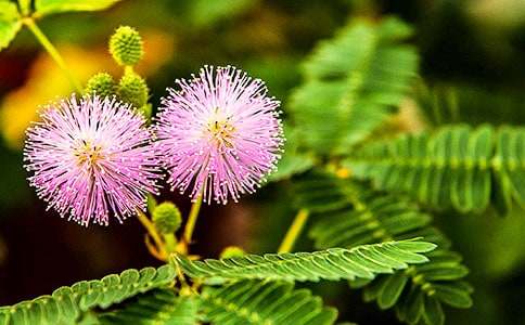 ���߲ݹ۲��ռ�15ƪ