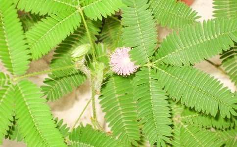 含羞草观察日记(合集15篇)