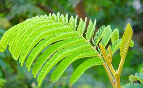 含羞草观察日记(通用21篇)