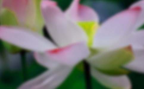 观察荷花的日记