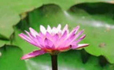 关于荷花教案锦集十篇