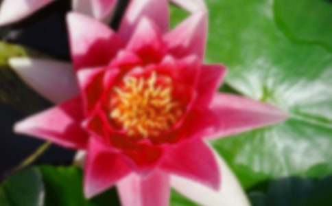 关于荷花小学三年级作文6篇