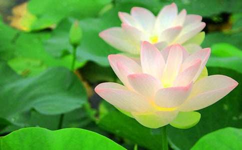 有关荷花五年级作文300字汇总10篇