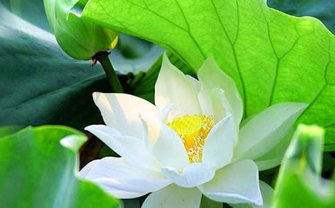 实用的荷花五年级作文十篇