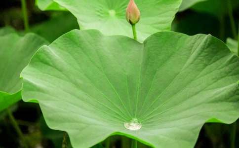 ����ҶԲԲ���̰�����