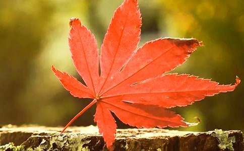 红叶谷旅游导游词