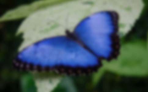 《三只蝴蝶》教案