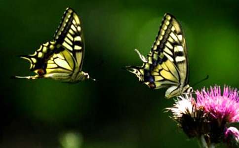 中班语言教案《三只蝴蝶》