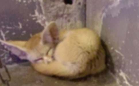 乌鸦与狐狸故事15篇【合集】