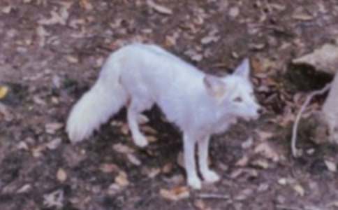 ��ѻ�ͺ���Ĺ���