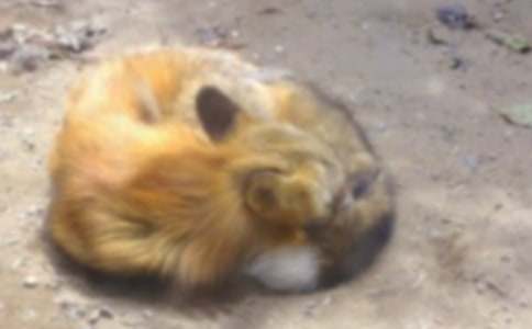 ��������ѻ�Ĺ���